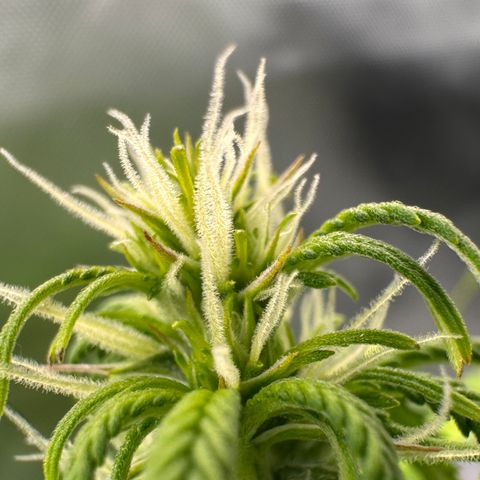 Fat Banana Auto #1 -89g growlog photo: 21:00