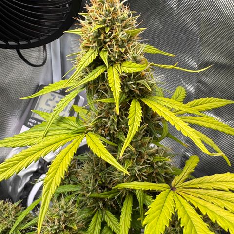 Cookies Gelato Auto #1 -41,5g growlog photo: 21:00