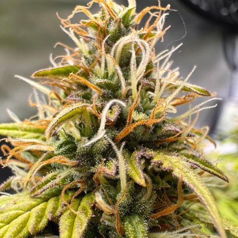 Cookies Gelato Auto #1 -41,5g growlog photo: 21:00