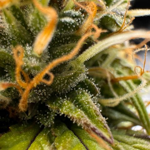 Cookies Gelato Auto #1 -41,5g growlog photo: 21:00