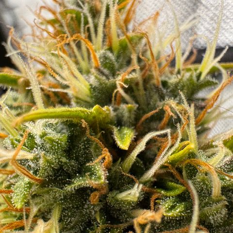 Cookies Gelato Auto #1 -41,5g growlog photo: 21:00