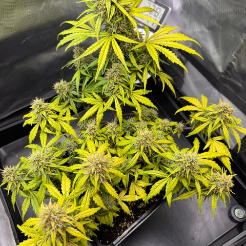 Cookies Gelato Auto #1 -41,5g growlog photo: 21:00