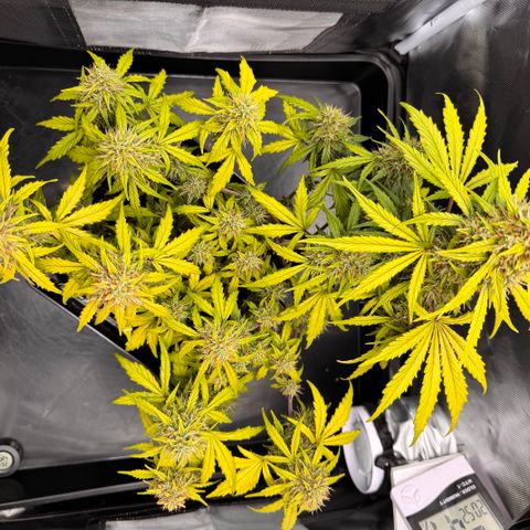 Cookies Gelato Auto #1 -41,5g growlog photo: 21:00