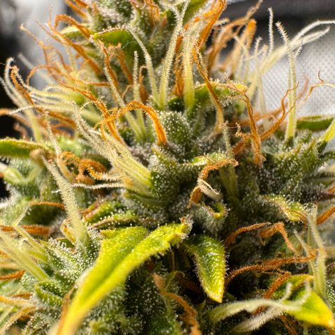 Cookies Gelato Auto #1 -41,5g growlog photo: 21:00