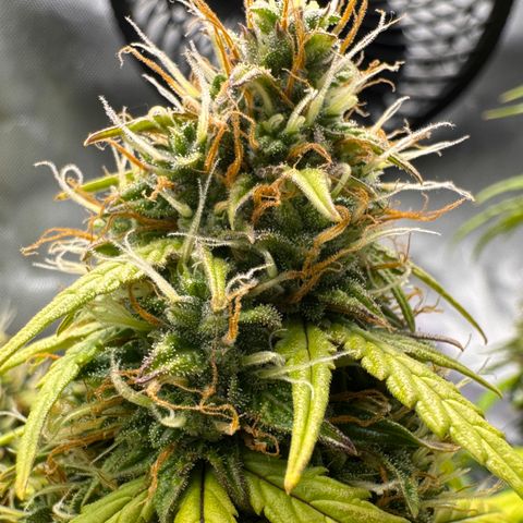 Cookies Gelato Auto #1 -41,5g growlog photo: 21:00