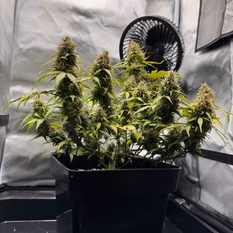 Cookies Gelato Auto #1 -41,5g growlog photo: 21:00