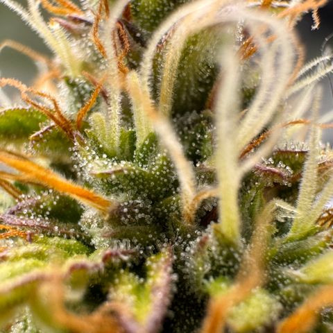 Cookies Gelato Auto #1 -41,5g growlog photo: 21:00