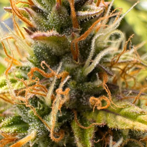 Cookies Gelato Auto #1 -41,5g growlog photo: 16:17
