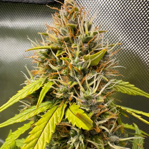 Cookies Gelato Auto #1 -41,5g growlog photo: 16:17
