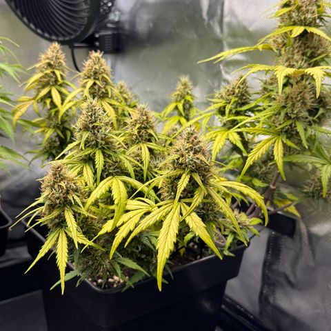 Cookies Gelato Auto #1 -41,5g growlog photo: 16:17