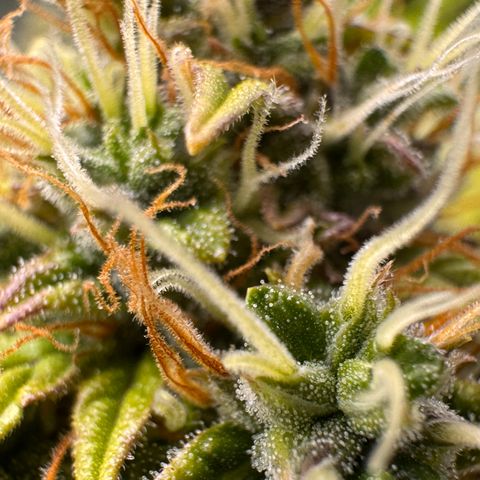 Cookies Gelato Auto #1 -41,5g growlog photo: 16:17