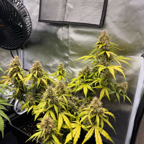 Cookies Gelato Auto #1 -41,5g growlog photo: 16:17