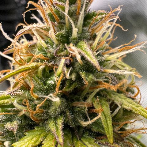 Cookies Gelato Auto #1 -41,5g growlog photo: 16:17