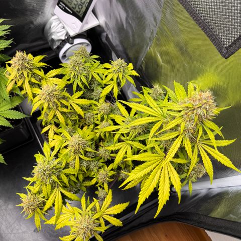 Cookies Gelato Auto #1 -41,5g growlog photo: 16:17