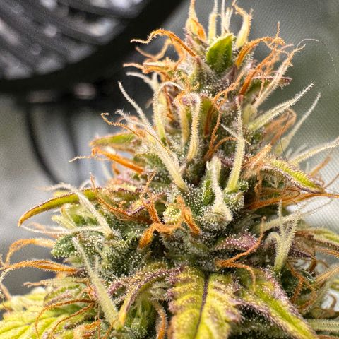 Cookies Gelato Auto #1 -41,5g growlog photo: 16:17