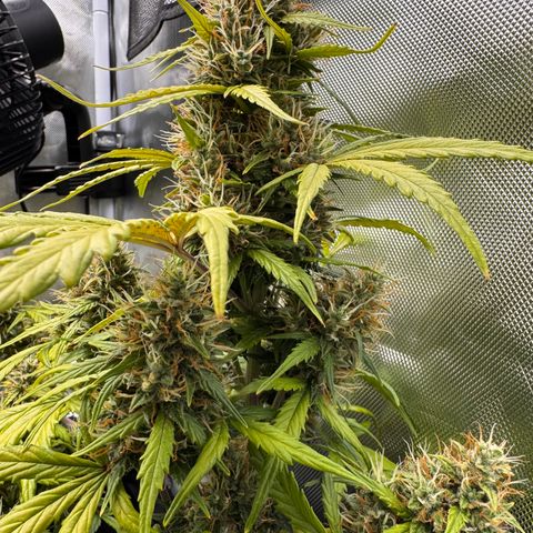 Cookies Gelato Auto #1 -41,5g growlog photo: 16:17