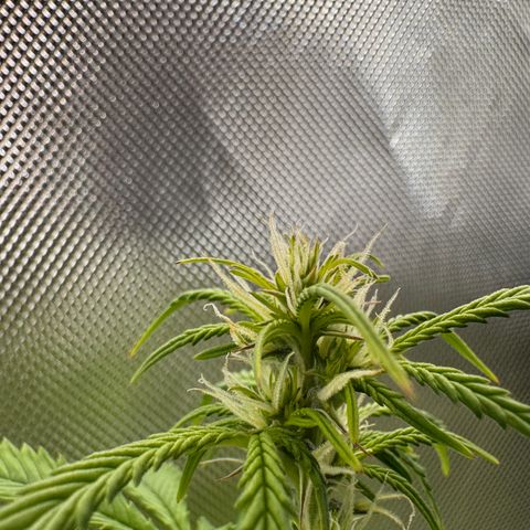 Fat Banana Auto #1 -89g growlog photo: 16:19
