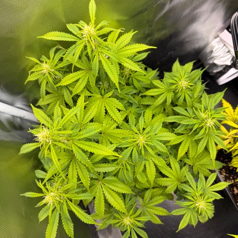 Fat Banana Auto #1 -89g growlog photo: 16:19