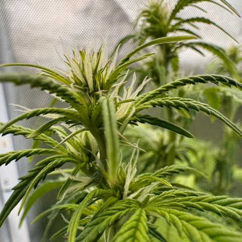 Fat Banana Auto #1 -89g growlog photo: 16:19