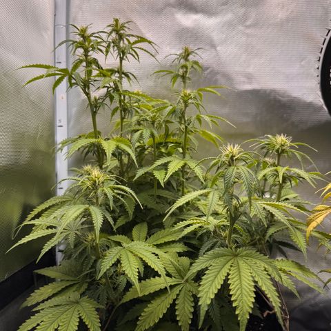 Fat Banana Auto #1 -89g growlog photo: 16:19
