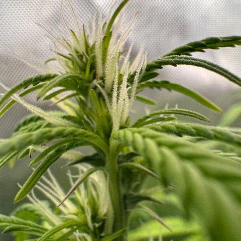 Fat Banana Auto #1 -89g growlog photo: 16:19