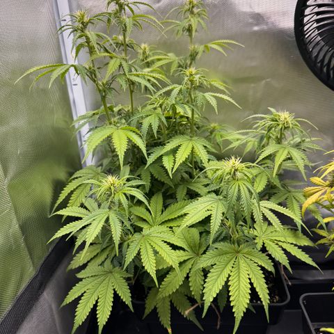 Fat Banana Auto #1 -89g growlog photo: 16:19