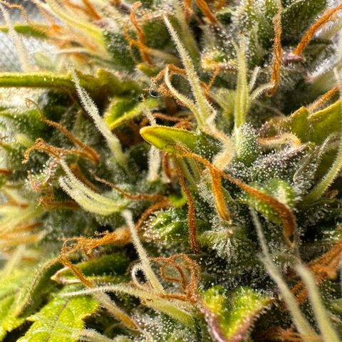 Cookies Gelato Auto #1 -41,5g growlog photo: 16:17