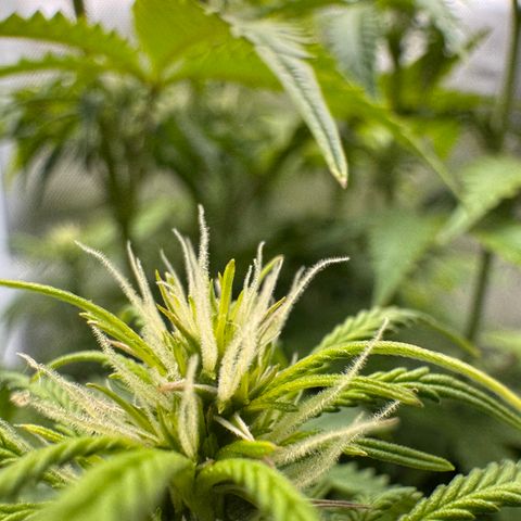 Fat Banana Auto #1 -89g growlog photo: 16:19