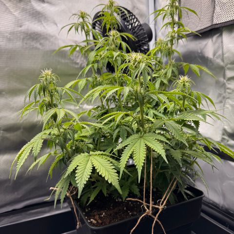 Fat Banana Auto #1 -89g growlog photo: 16:37