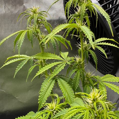 Fat Banana Auto #1 -89g growlog photo: 16:37