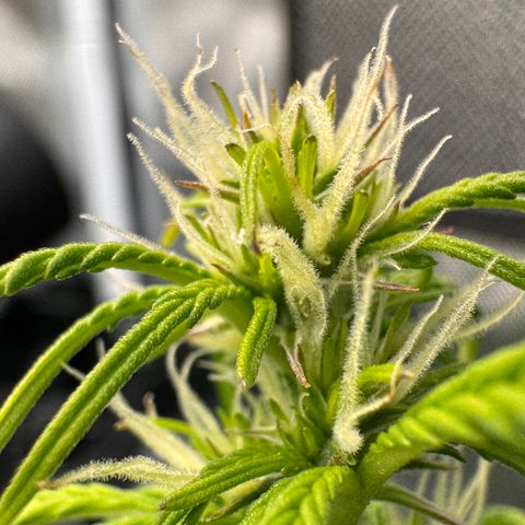 Fat Banana Auto #1 -89g growlog photo: 16:37