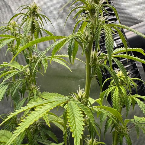 Fat Banana Auto #1 -89g growlog photo: 16:37