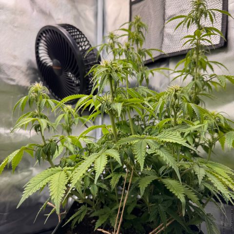 Fat Banana Auto #1 -89g growlog photo: 16:37