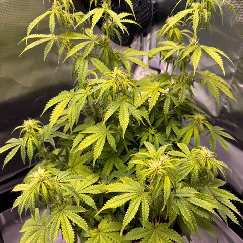 Fat Banana Auto #1 -89g growlog photo: 16:37