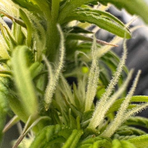 Fat Banana Auto #1 -89g growlog photo: 16:37