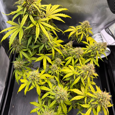 Cookies Gelato Auto #1 -41,5g growlog photo: 16:44