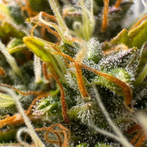 Cookies Gelato Auto #1 -41,5g growlog photo: 16:44