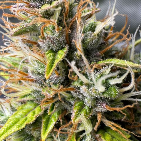 Cookies Gelato Auto #1 -41,5g growlog photo: 16:44