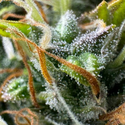 Cookies Gelato Auto #1 -41,5g growlog photo: 16:44