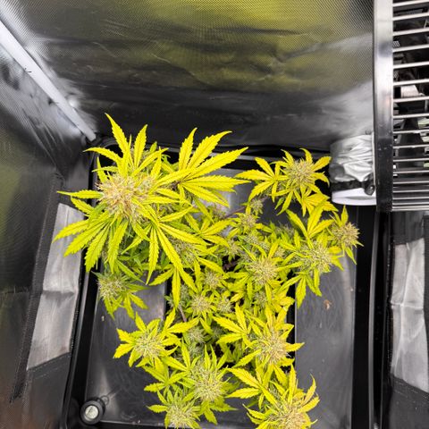 Cookies Gelato Auto #1 -41,5g growlog photo: 16:44