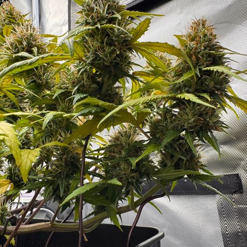 Cookies Gelato Auto #1 -41,5g growlog photo: 16:44