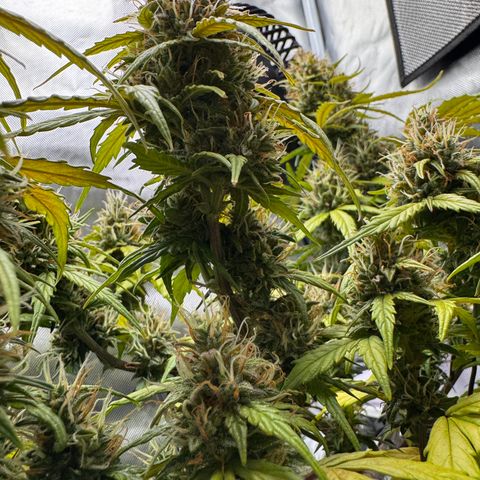 Cookies Gelato Auto #1 -41,5g growlog photo: 16:44