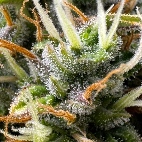 Cookies Gelato Auto #1 -41,5g growlog photo: 16:44