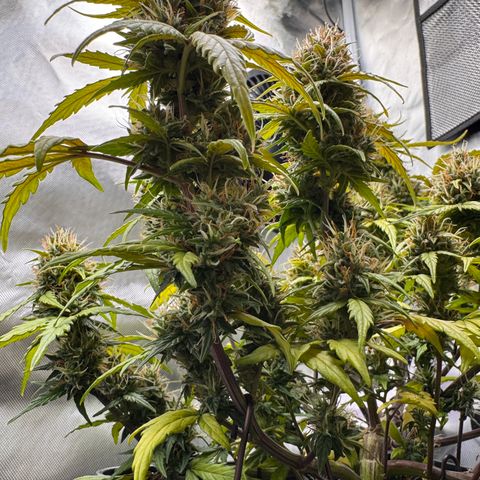 Cookies Gelato Auto #1 -41,5g growlog photo: 16:44