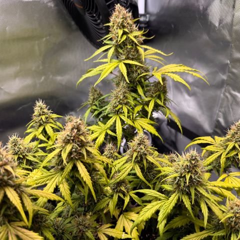 Cookies Gelato Auto #1 -41,5g growlog photo: 16:44