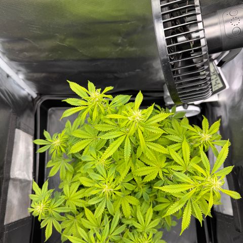 Fat Banana Auto #1 -89g growlog photo: 16:37