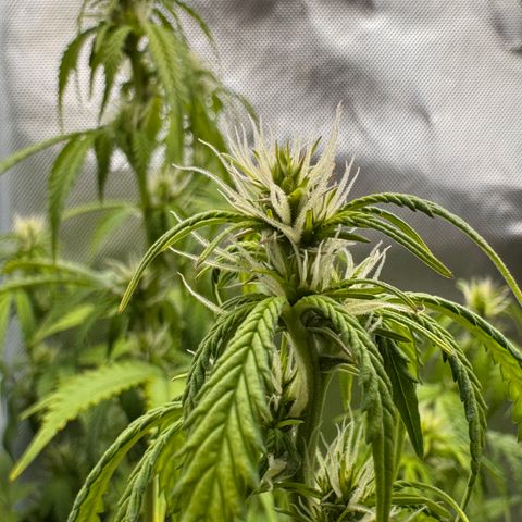 Fat Banana Auto #1 -89g growlog photo: 20:15