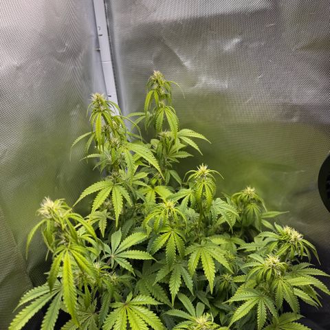 Fat Banana Auto #1 -89g growlog photo: 20:15