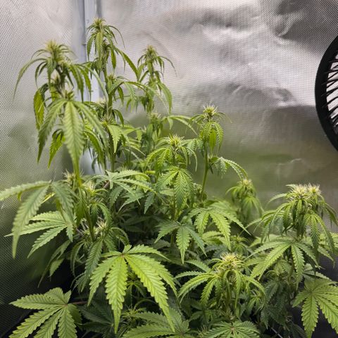Fat Banana Auto #1 -89g growlog photo: 20:15