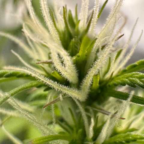 Fat Banana Auto #1 -89g growlog photo: 20:15